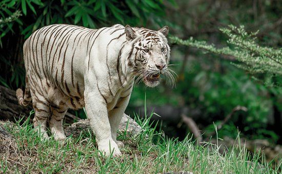 Cebu Safari & Adventure Park